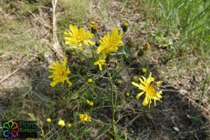 Hieracium umbellatum (9).jpg_product